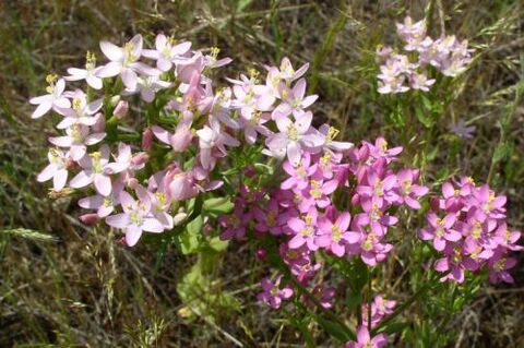 Goldener fir Alkohol ze refuséieren